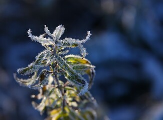 Beautiful natural phenomena with frozen plants and ice crystals along the contour of flowers in the autumn winter period. Backgrounds with icy plants.