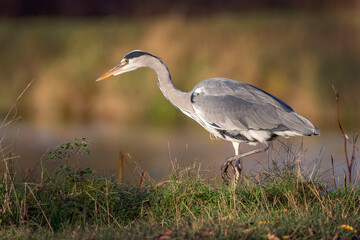 Fototapeta premium Grey heron has an eye on something