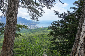 Picturesque view of the city of Yalta and the Black Sea from Ai-Petri mountain in Crimea. Mountain landscape with trees in the clouds. Clouds over Ai-Petri Mountain. Crimean Peninsula