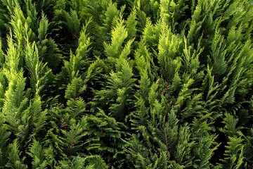 Bush, thuja. Thuja green natural background. Hedge of thuja trees, close up. Thuja texture. Green...