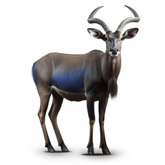 an adult Blue bull largest antelope in India also called Nilgai standing in the white. generative ai