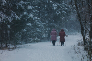 elderly women are engaged in Scandinavian walking in the forest