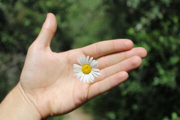 Fleurs blanche et jaune