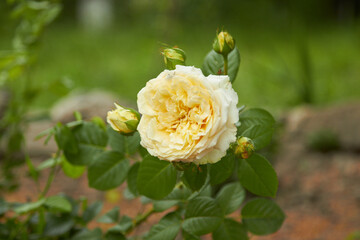 White rose close up. High quality photo