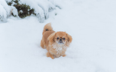 Young Pekingese cute dog in the snow playing in park .Winter time. Doggo in good mood on a walk