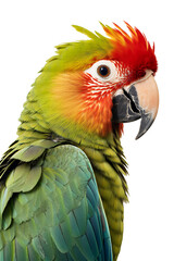 Close-up shot of a parrot isolated on white background cutout, PNG file.