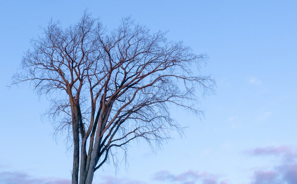 Majestic autumn elm tree at dusk. Concept of individuality.