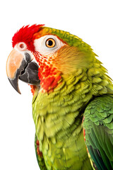 Obraz premium Close-up shot of a parrot isolated on white background cutout, PNG file.