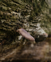 mushroom on a tree