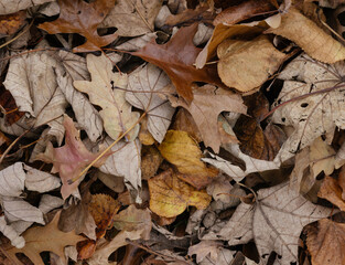 autumn leaves on the ground