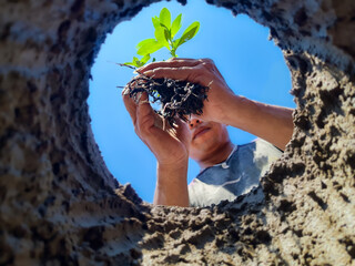 Plant tree seeds in low angle soil holes.  Gardening and planting trees or seedlings in fertile...