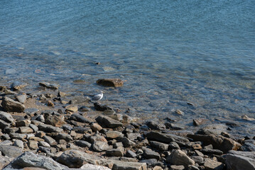 seagull on rocks at connecticut shore