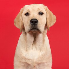 funny labrador retriever dog perfect for dog lover, pet lover, animal lover gift