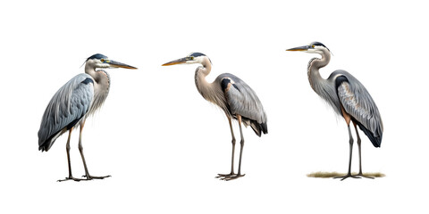 Heron isolated on white background