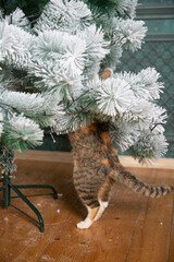 cute little cat under Christmas tree