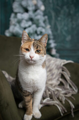 cute little cat under Christmas tree