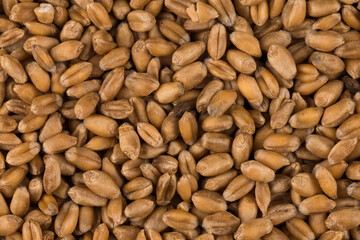 whole background of wheat grain