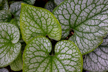 Selective focus of Brunnera macrophylla leaves, The Siberian bugloss, Largeleaf brunnera or...