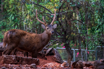 Deer observing visitors at Ragunan Zoo, South Jakarta