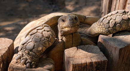 Turtles Terrapins and Tortoise 