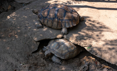 Turtles Terrapins and Tortoise 