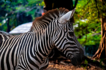 Fototapeta na wymiar close up Zebra relaxing at Ragunan Zoo, South Jakarta
