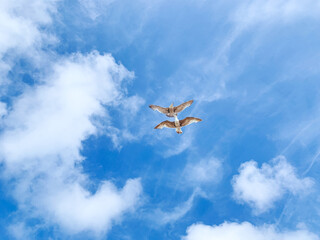 Blue cloudy sky with two flying seagulls
