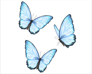 blue butterfly watercolor hand drawn design