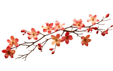Autumnal Dogwood Tree Branch on Transparent Background (PNG)