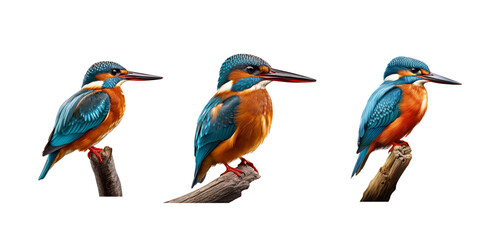 Obraz premium kingfisher isolated on white background