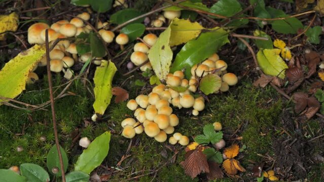 The mushroom picker's hand picks up a pine branch, and under it there are many forest mushrooms growing on the ground covered with moss. Autumn harvest of mushrooms in the forest