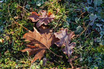 The fallen leaves in autumn forest at sunny weather