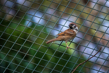 little sparrow relaxing on top of the aviary at Taman Mini Indonesia Indah, East Jakarta