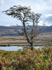 Fototapeta na wymiar Lone tree in Glenveagh National Park in County Donegal, Ireland
