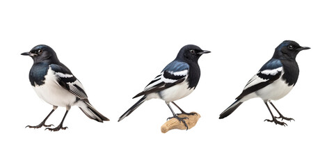 magpie robin isolated on white background