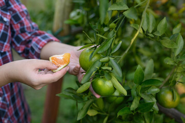 Close-up of a young citrus farmer picking fruit from fruit-bearing orange trees in his garden.
