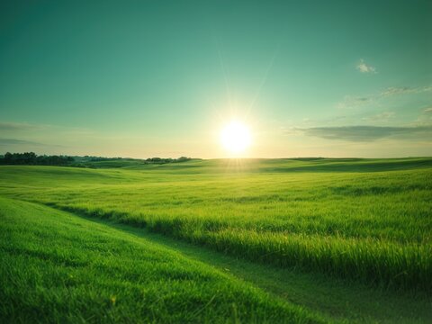 Landscape of Green Grass Field with Sunlight, Panoramic View