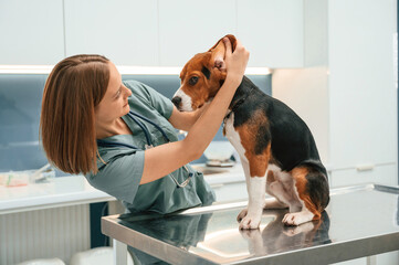 Checking the ears. Woman veterinarian is with dog in the clinic