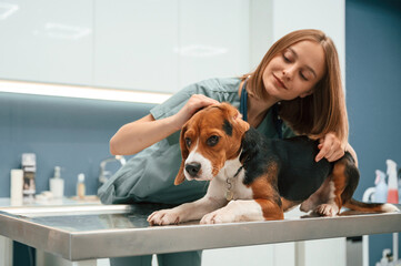 Checking the ears. Woman veterinarian is with dog in the clinic