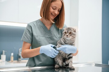 In the hospital, on the table. Scottish fold cat in the veterinarian clinic with female doctor