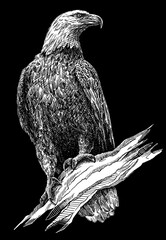 black and white engrave isolated eagle illustration