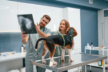 Looking at x-ray, analyzing. Dog in veterinary clinic with two doctors