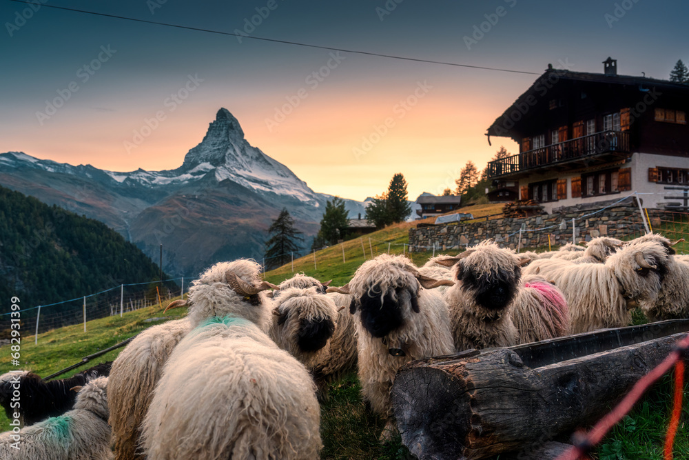 Wall mural view of valais blacknose sheep in stable and cottage on hill with matterhorn mountain in the sunset 