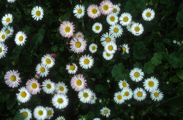 pâquerette, pâquerette vivace , Bellis perennis