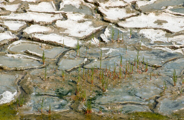 Salicorne, Salicornia europaea, Marais salants, Guerande, 44, Loire Atlantique, France