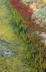 Limu Ruppie, ruppia maritima, , Salicorne, Salicornia europaea, Marais salants, Guerande, 44, Loire Atlantique, France
