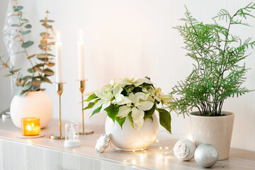 festive cozy interior arrangement, winter christmas concept, white poinsettia flower, lights - Powered by Adobe
