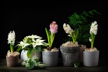 white pink hyacinth poinsettia traditional winter christmas or spring flower on black background