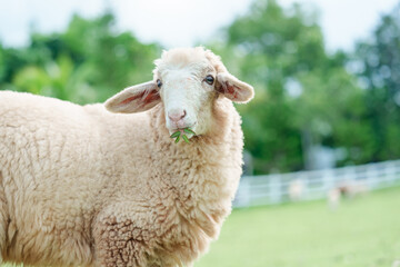 Young sheep eating grass on hill in pasture