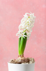 white pink hyacinth traditional winter christmas or spring flower